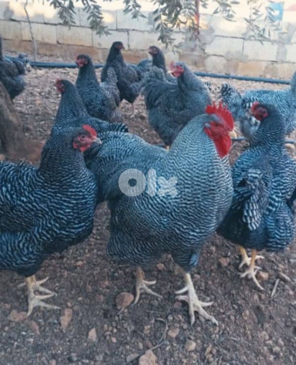 دجاج رزي أميركاني 7 فرخات وديكين 0