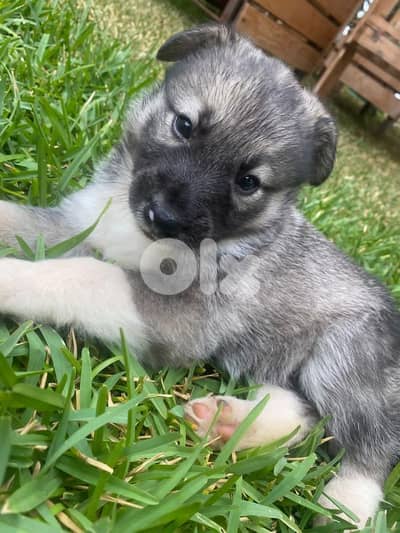Puppy