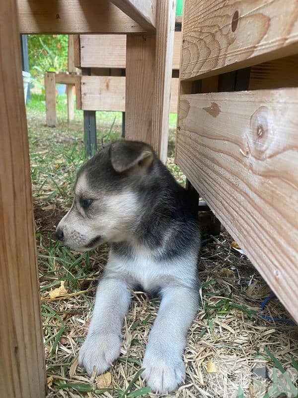 Puppy 2