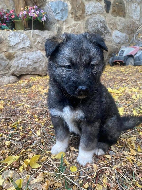 Puppy 3