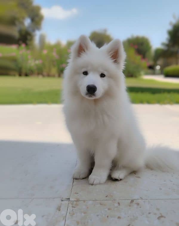 Samoyed Puppy for sale 0