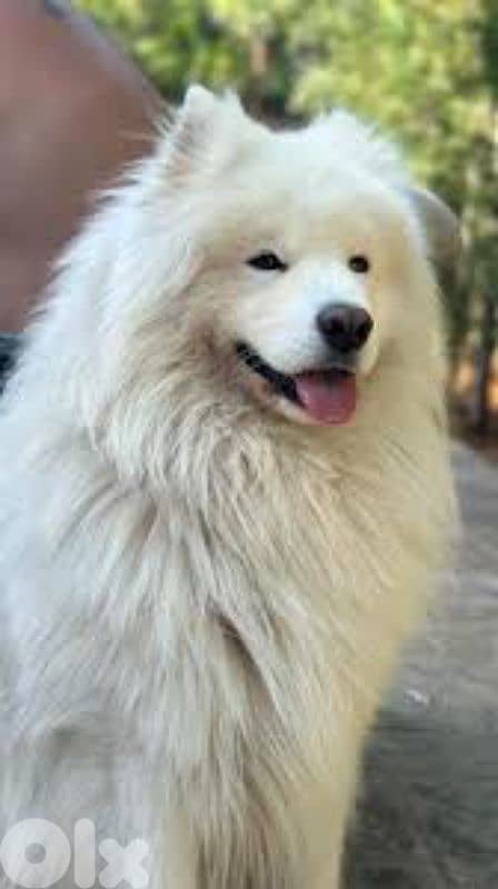 Samoyed Puppy for sale 1