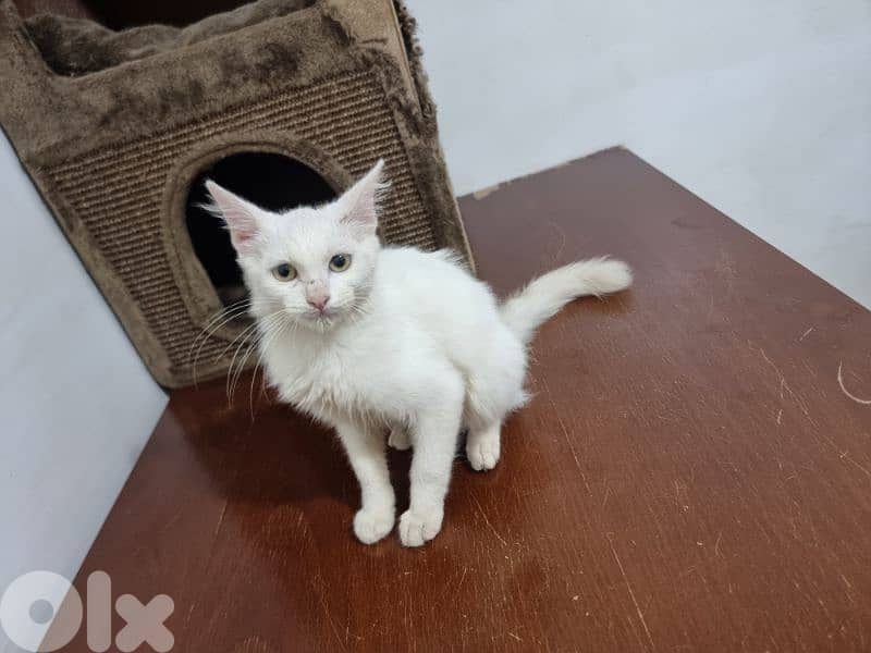 Little 3 months old kitten for adoption 0