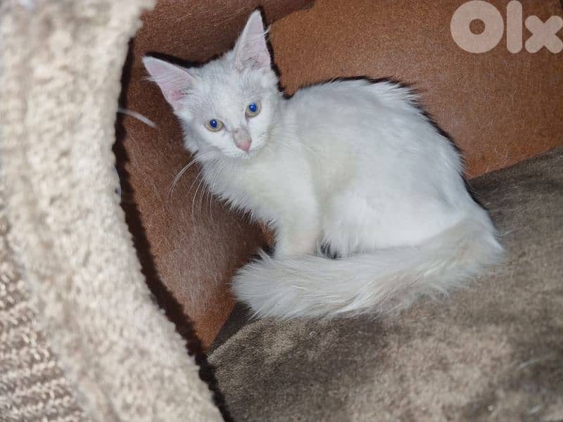 Little 3 months old kitten for adoption 1