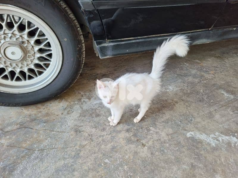 Little 3 months old kitten for adoption 2