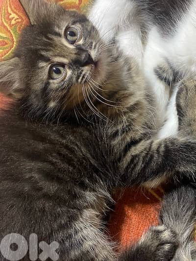 Cats for adoption