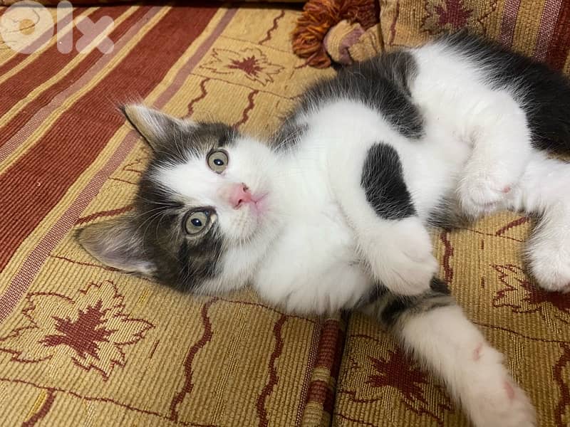 Cats for adoption 1
