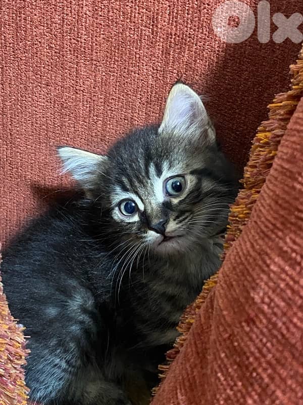 Cats for adoption 2