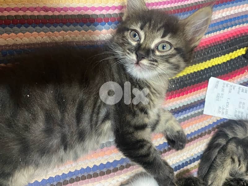 Cats for adoption 4