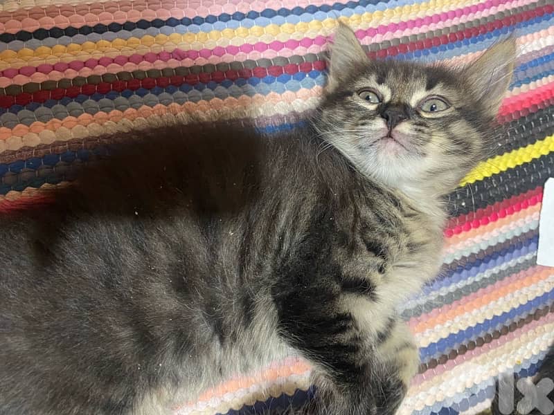 Cats for adoption 5