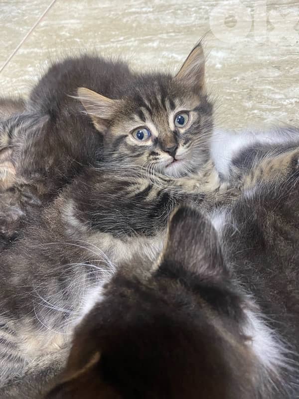 Cats for adoption 6