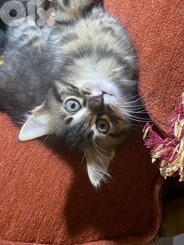 Cats for adoption 7