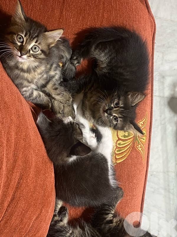 Cats for adoption 8