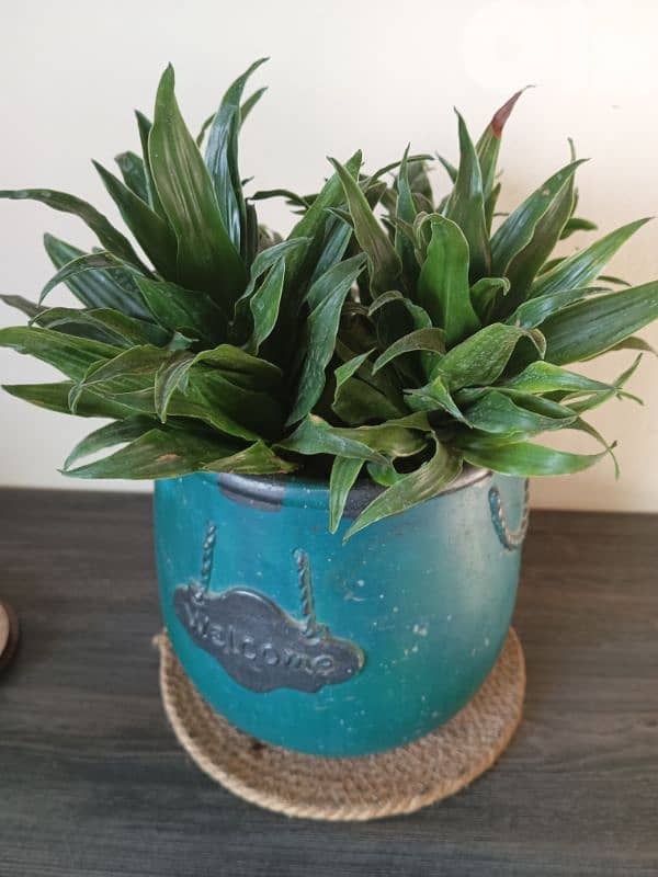 plant for sale 0