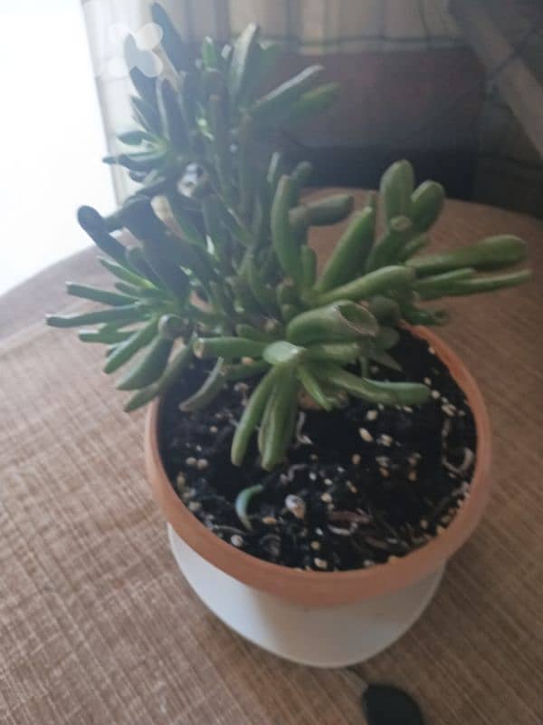 plant for sale 1