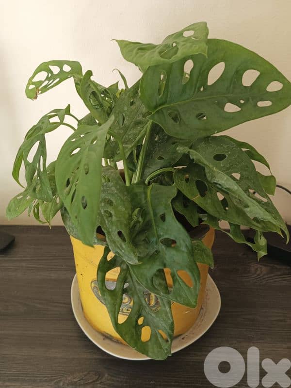 plant for sale 2