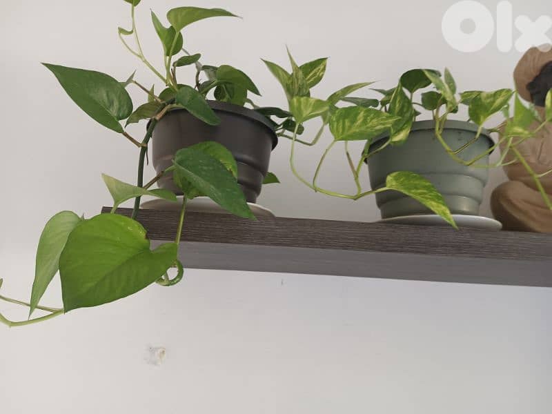 plant for sale 3