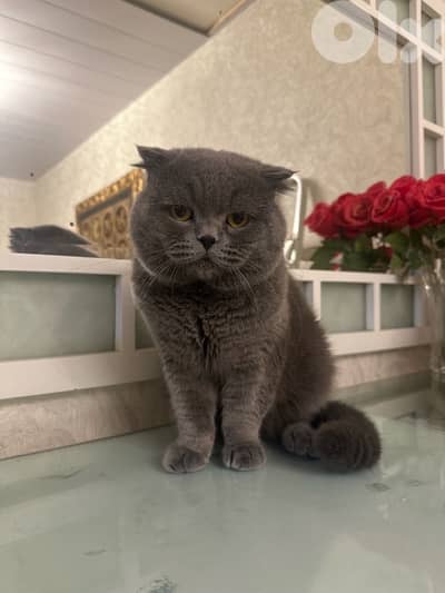 MATING ONLY ! Male Scottish fold for mating
