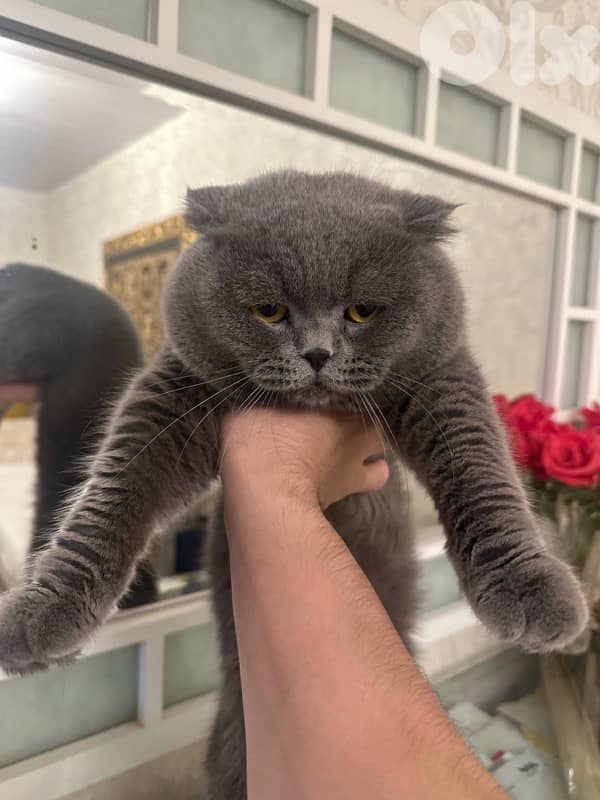 MATING ONLY ! Male Scottish fold for mating 1