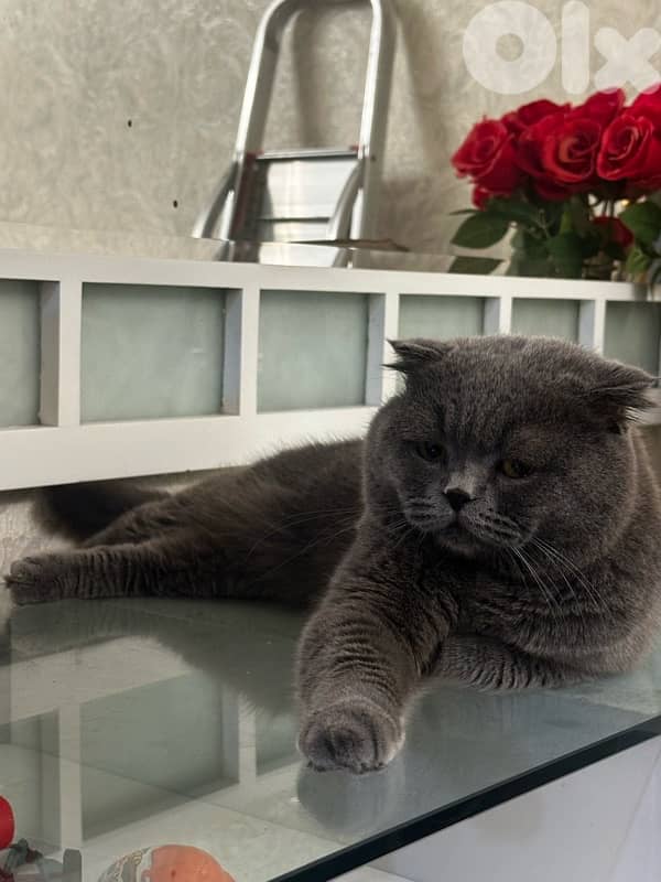 MATING ONLY ! Male Scottish fold for mating 2