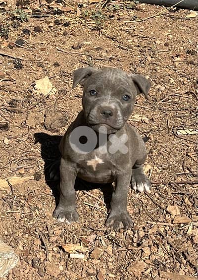 Pitbull