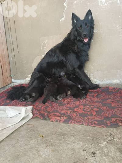 German shepherd puppies for sale 03392512
