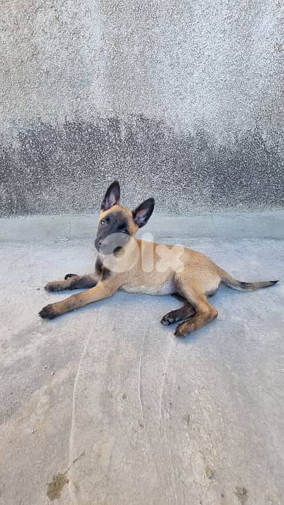 female Belgian Malinois puppy
