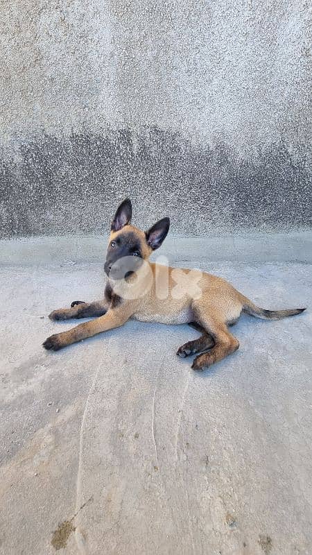 female Belgian Malinois puppy 0
