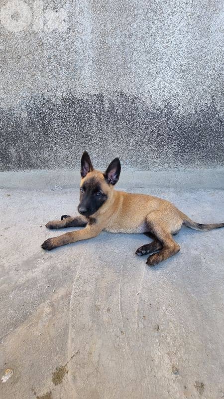 female Belgian Malinois puppy 1