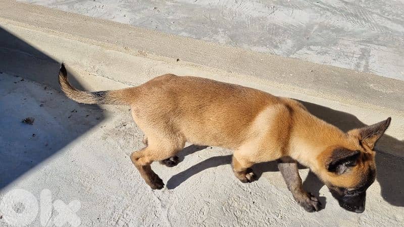 female Belgian Malinois puppy 2