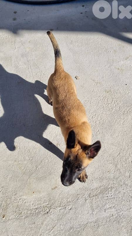 female Belgian Malinois puppy 3