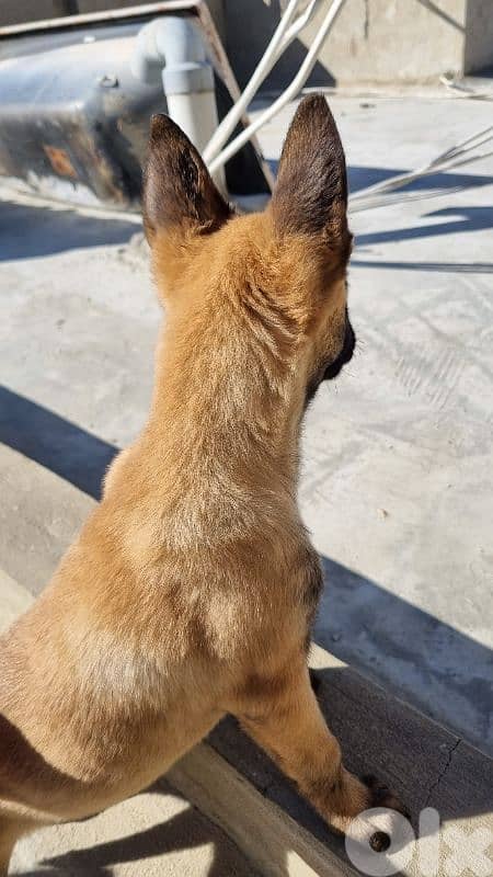 female Belgian Malinois puppy 4