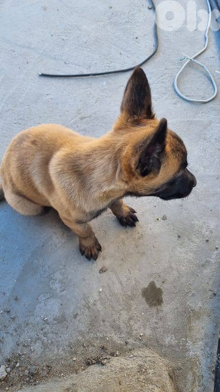 female Belgian Malinois puppy 5