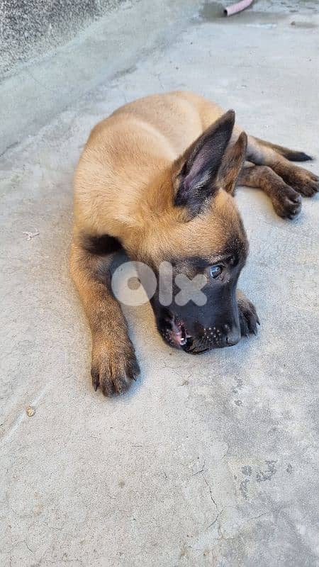 female Belgian Malinois puppy 6