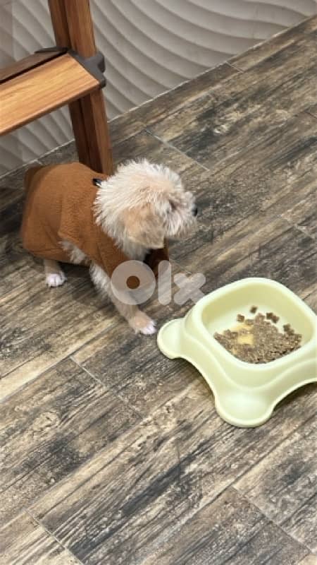 Puppy Mini Bichon 4