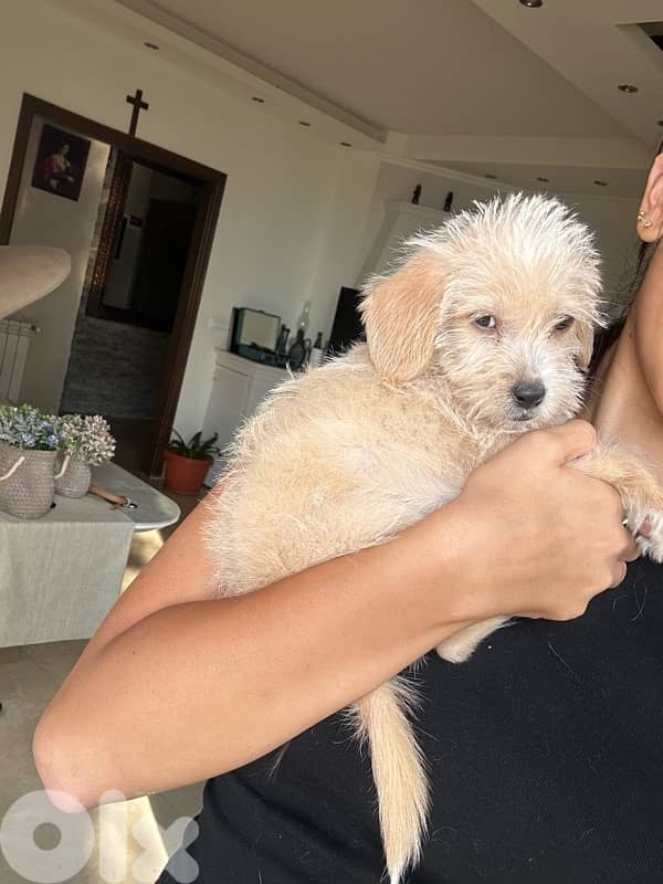Puppy Mini Bichon 5