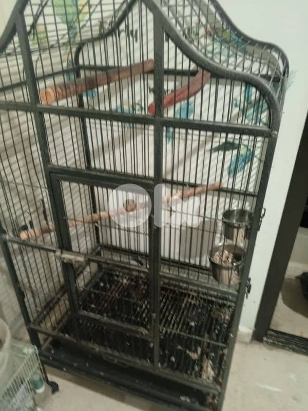 big cage for parrot 2