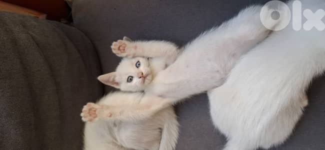 قطط white cats