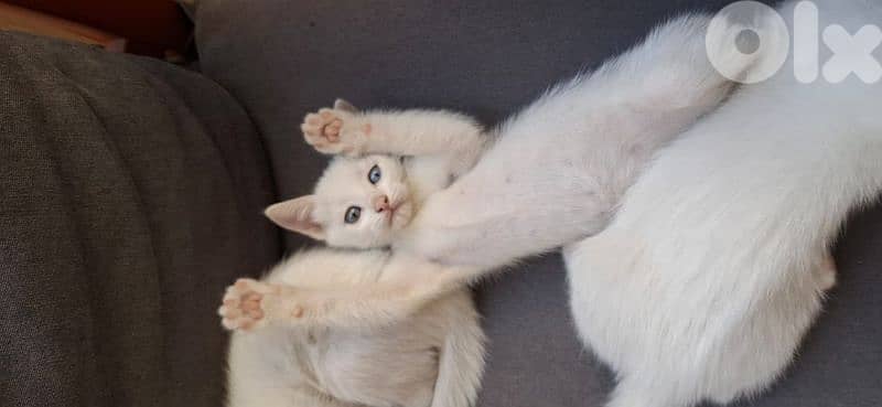 قطط white cats 0