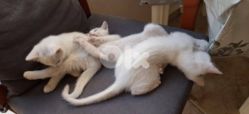 قطط white cats 1
