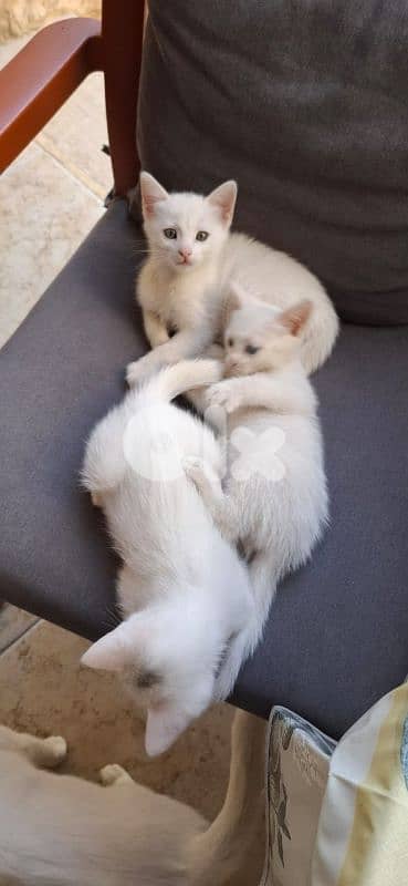 قطط white cats 2