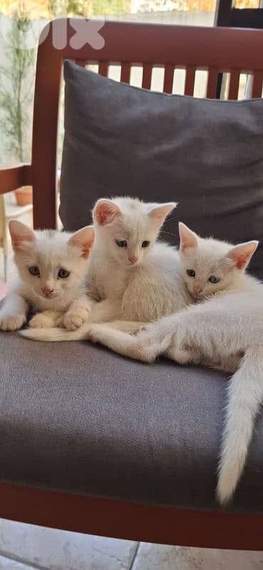 قطط white cats 3
