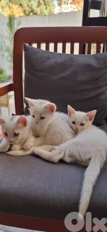قطط white cats 4
