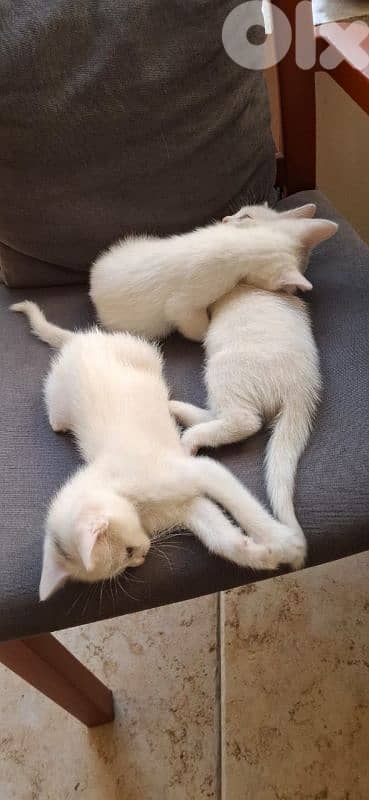 قطط white cats 5