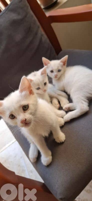 قطط white cats 6
