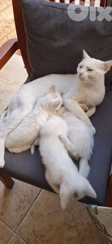 قطط white cats 7