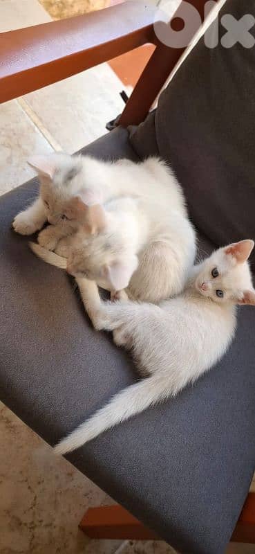 قطط white cats 8