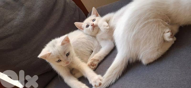 قطط white cats 9