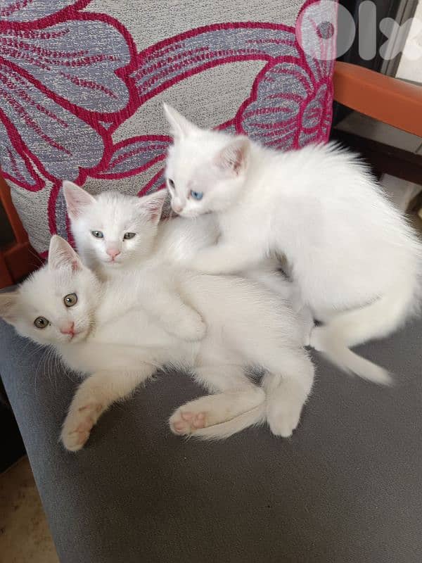 قطط white cats 10