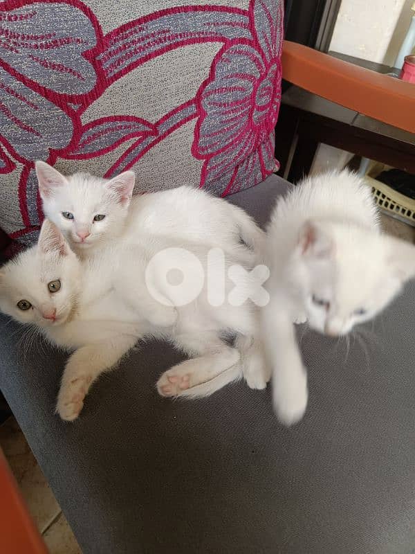 قطط white cats 11